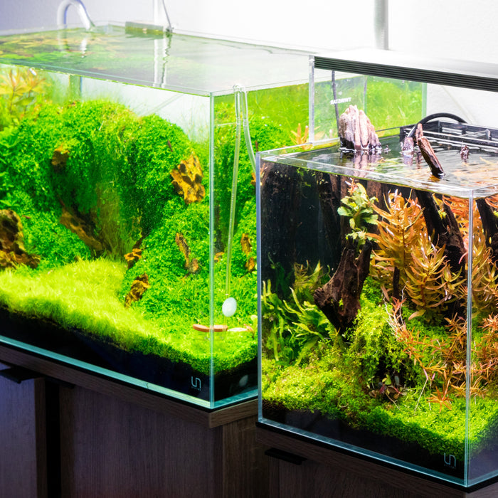 7 Things I Wish I Knew About Aquascaping