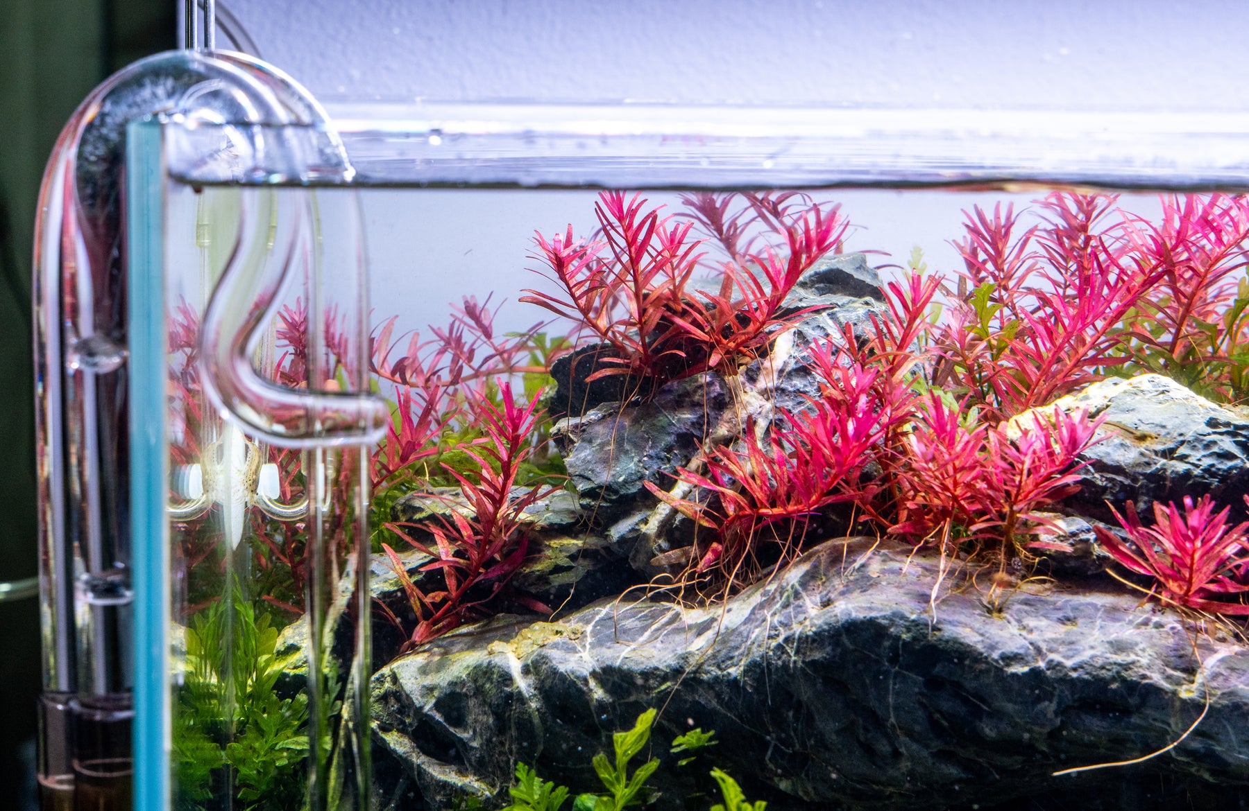 How to Adjust pH in the Freshwater Aquarium