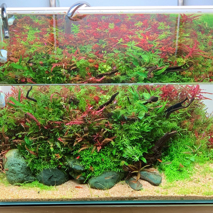 Top 5 Aquascaping Styles