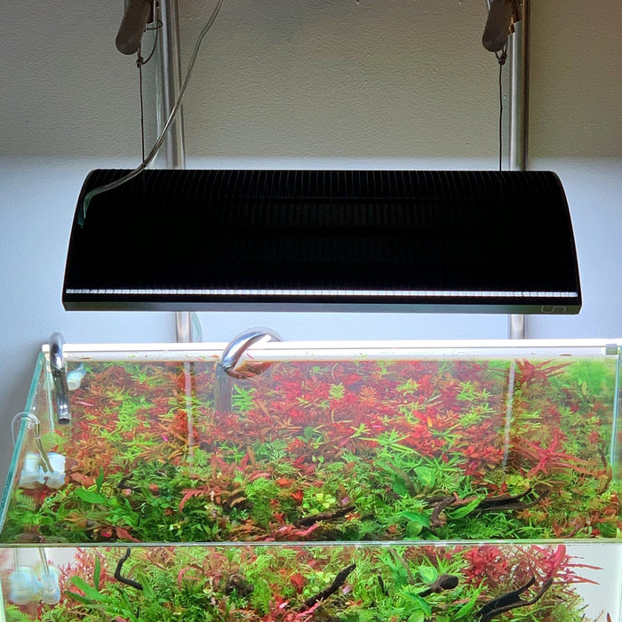 lighting requirements for a planted aquarium