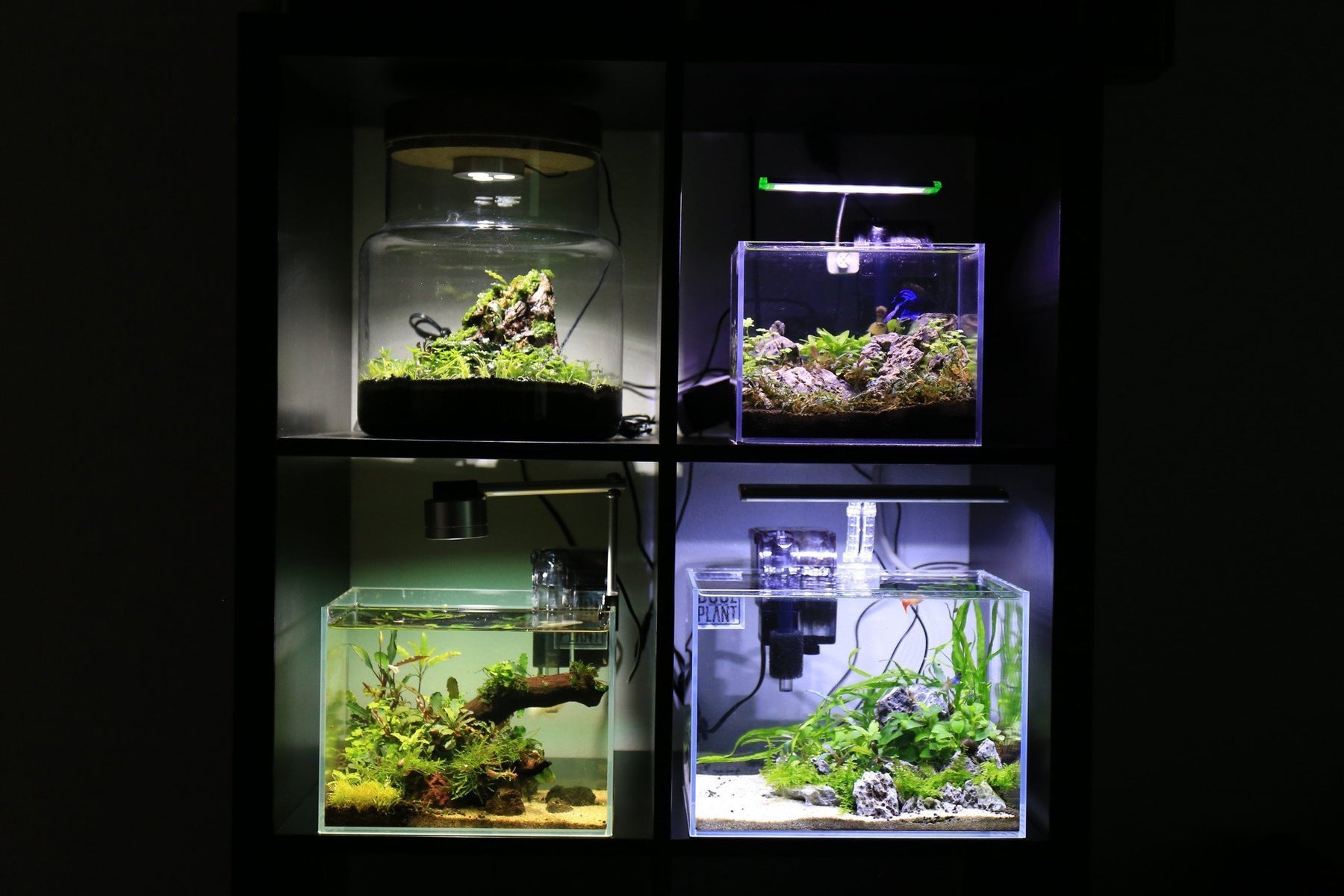 How to Build Low-Tech Planted Tanks Guide