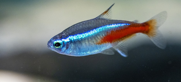 5 Popular Freshwater Fish for Planted Aquariums