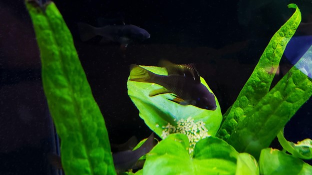 black ram fish