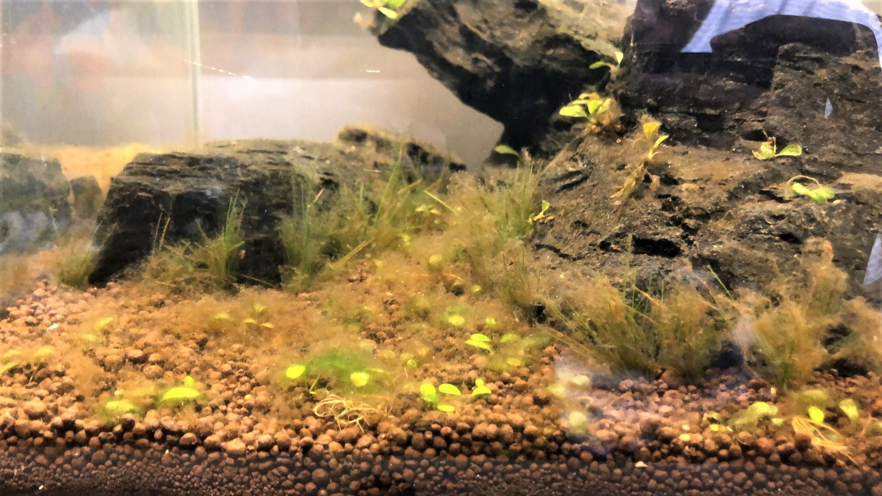 How to Get Rid of Brown Algae (Diatoms) in the Fish Tank