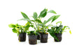 Assorted Anubias Plant Pack