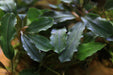 Brownie Helena - Buce Plant