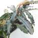 Bucephalandra Sp on Driftwood - BucePlant.com