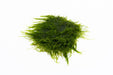 Spiky Moss on Stainless Steel - Buce Plant