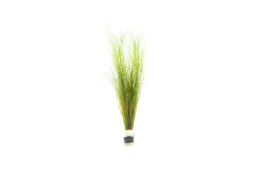 Umbrella Hair Grass (Eleocharis Vivipara)