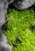 Utricularia Graminifolia Aquatic Farmer Tissue Culture