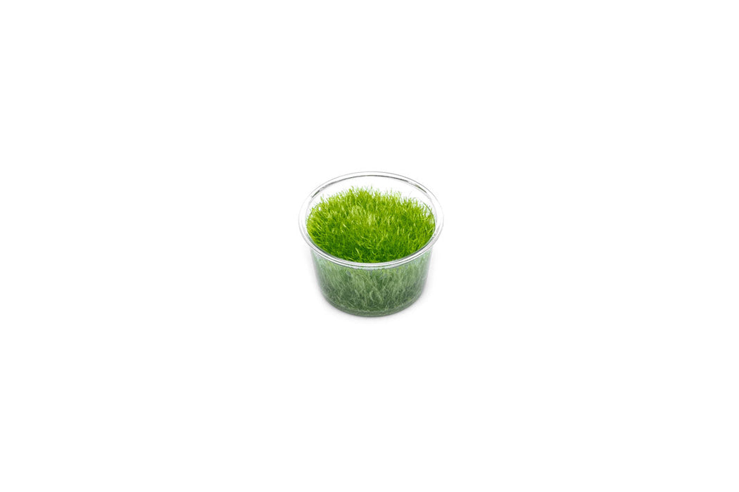 Utricularia Graminifolia Tissue Culture - Small Cup