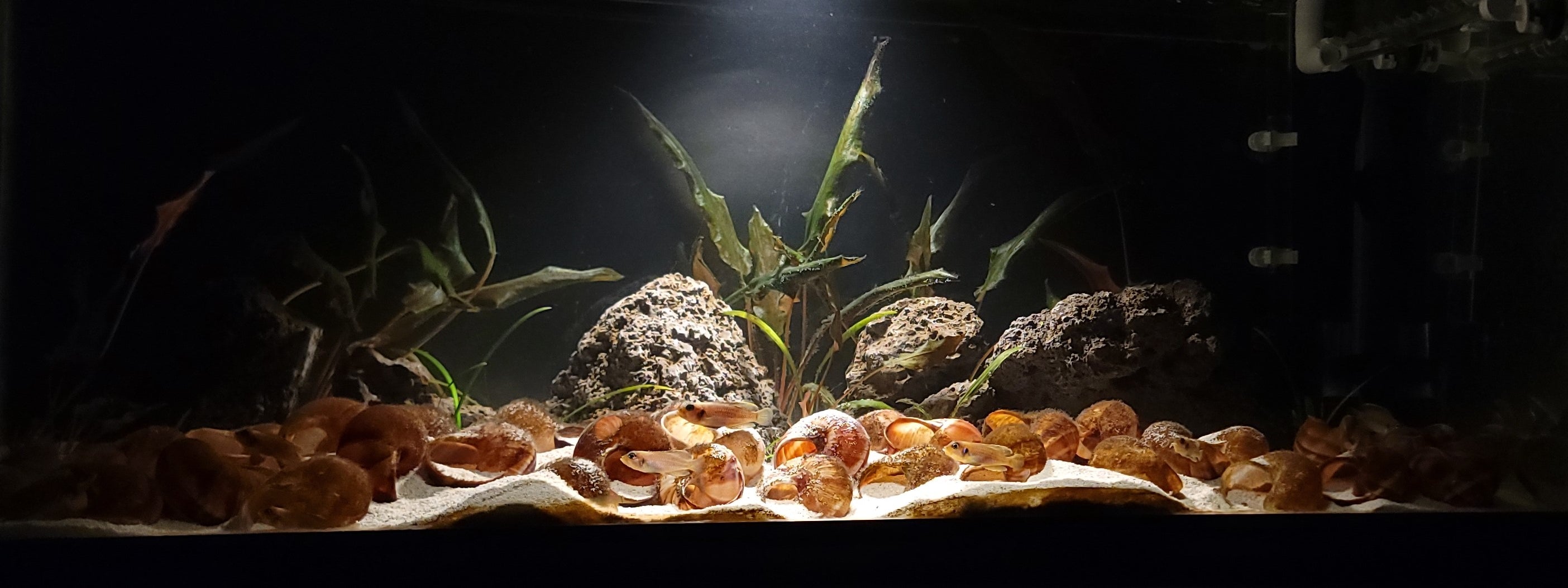 Top Aquatic Plants for a Planted Cichlid Tank — Buce Plant