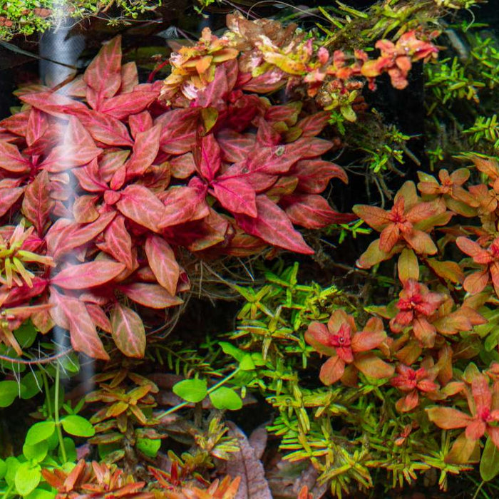 How To Trigger Color Changes in Red Aquatic Plants