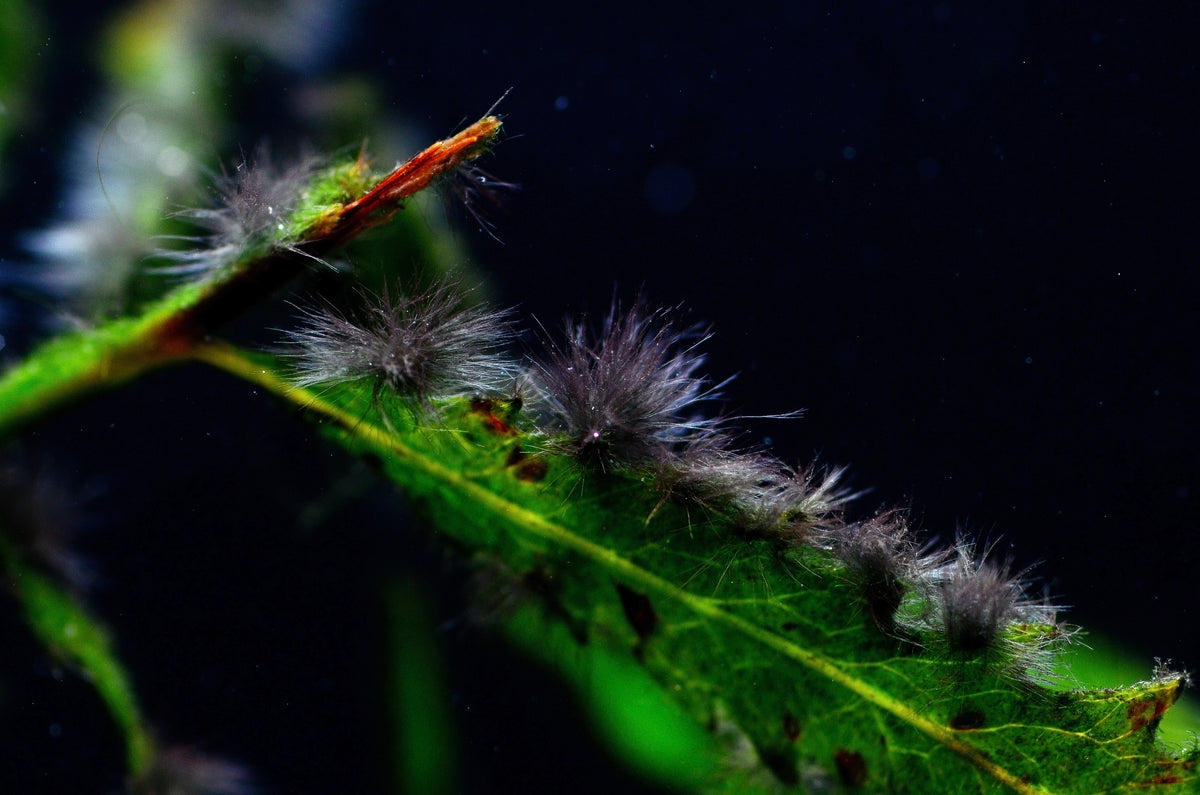 Fuzzy black algae sales in freshwater aquarium