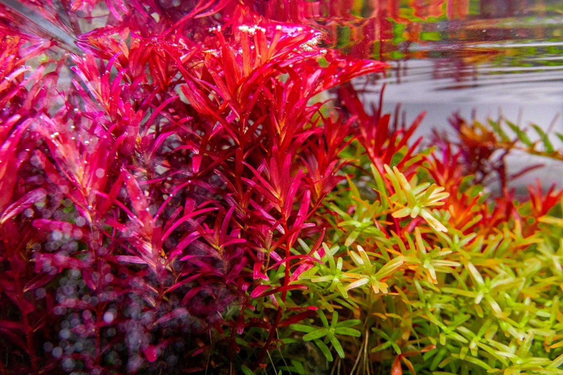 How to Keep Red Aquatic Plants Vibrant and Healthy