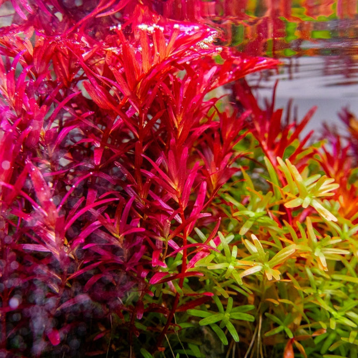 Aquascaping Supplies | Aquarium Aquascaping | Buce Plant