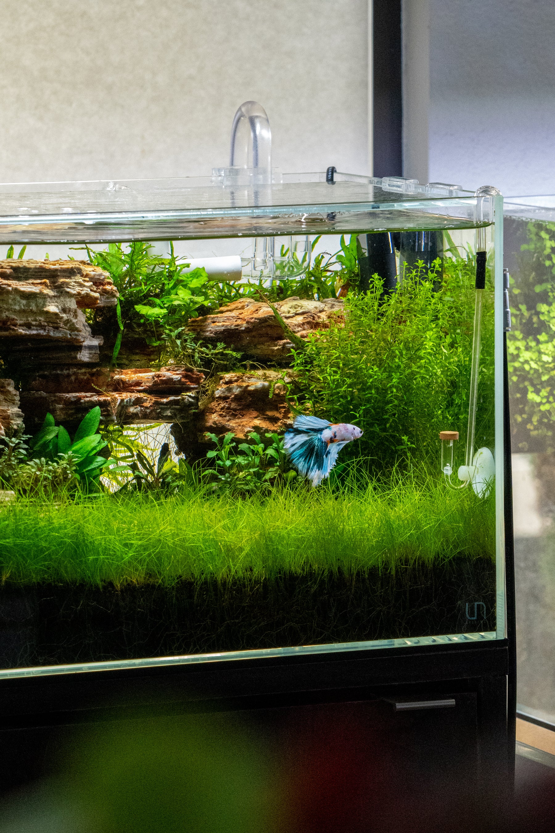 6 Tips for a Healthy Fish Tank