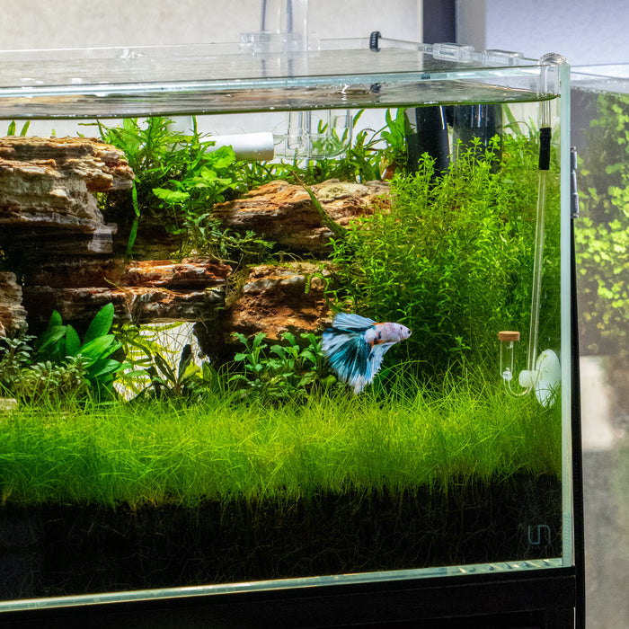 6 Tips for a Healthy Fish Tank