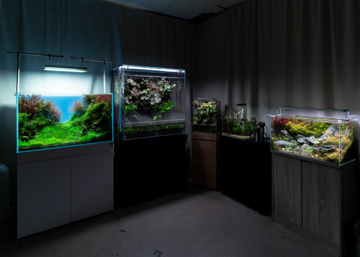 Top Trends in Aquarium Aquascaping for 2025