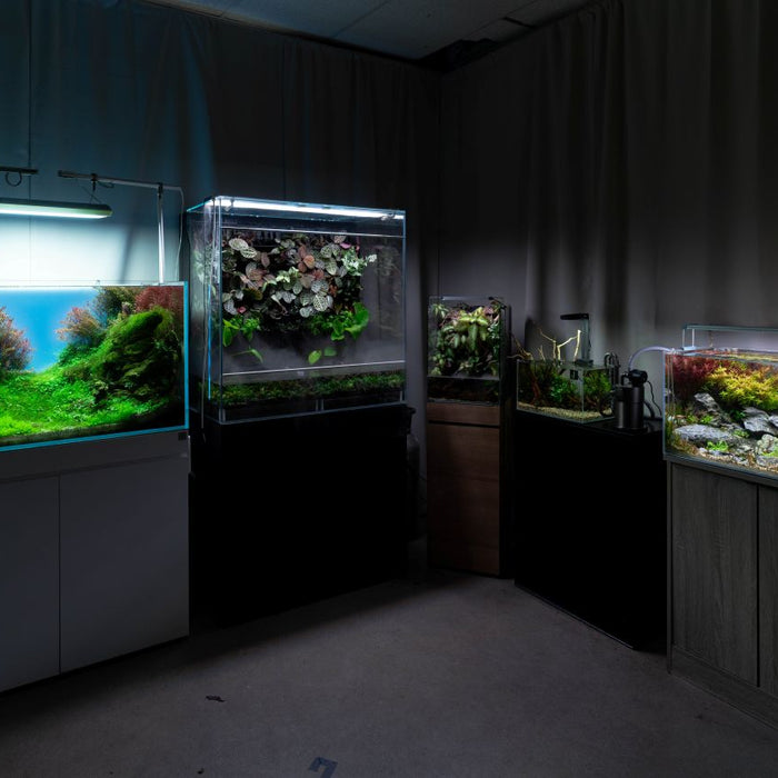 Top Trends in Aquarium Aquascaping for 2025