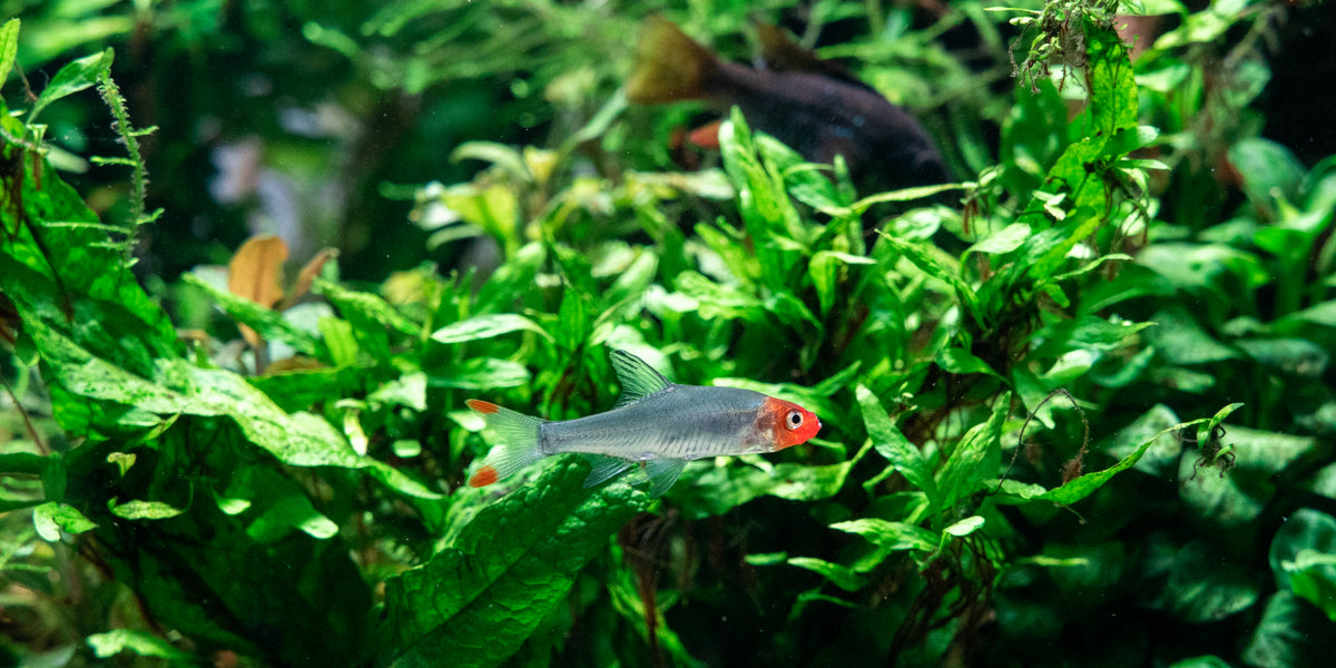 Novice fish keeper: Rate My Tank : r/Aquariums