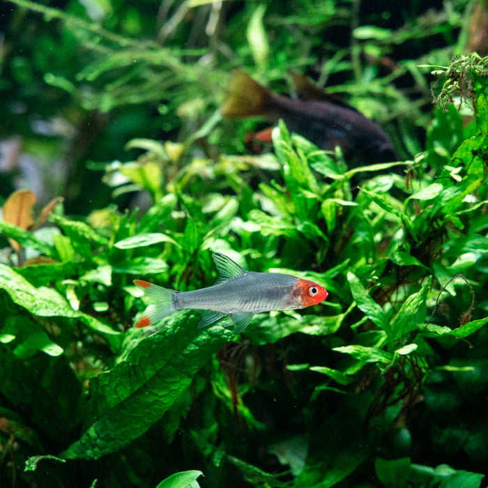 Top 10 Fish for a Community Tank — Buce Plant
