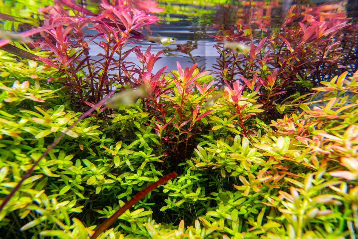 Why Is My Rotala or Ludwigia Turning Green Instead of Red?