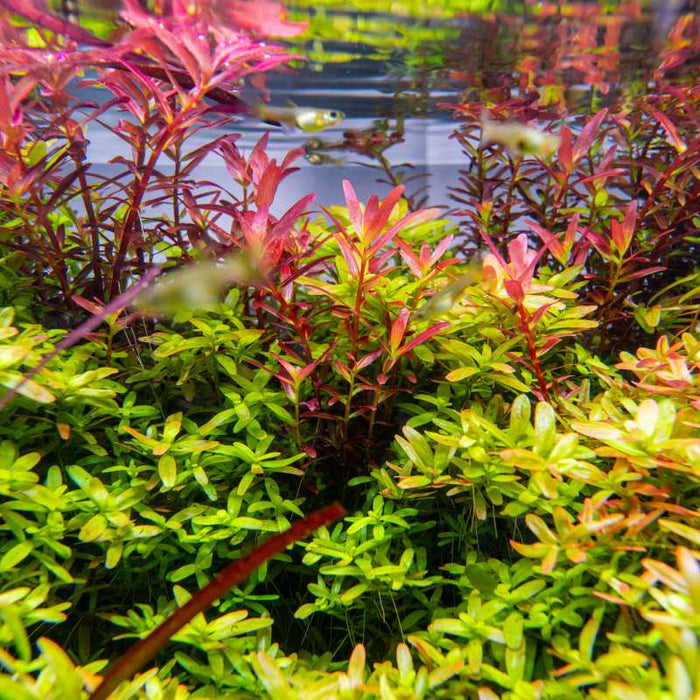 Why Is My Rotala or Ludwigia Turning Green Instead of Red?