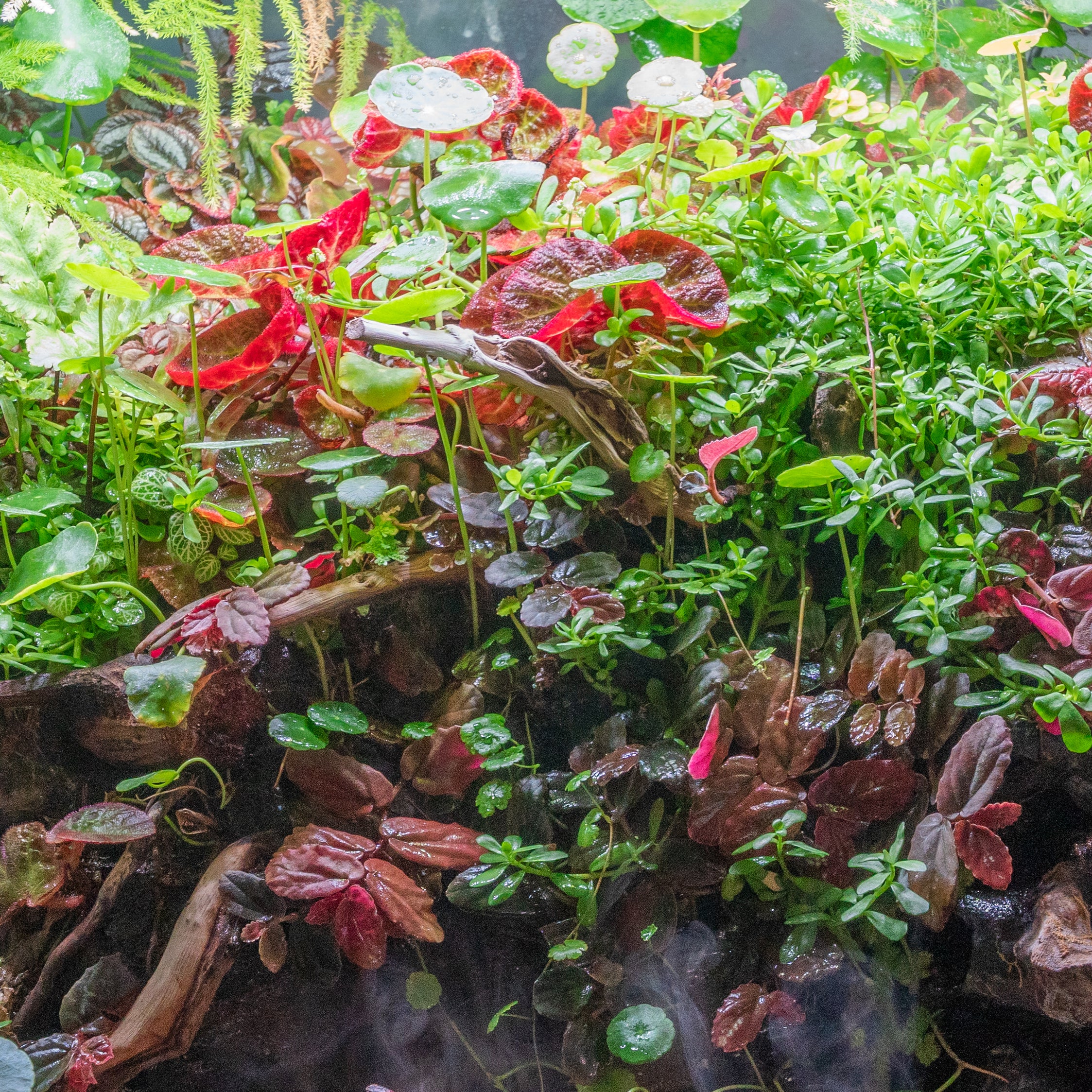 Aquascaping Guides & Planted Tank Tips Buce Blog — Buce Plant