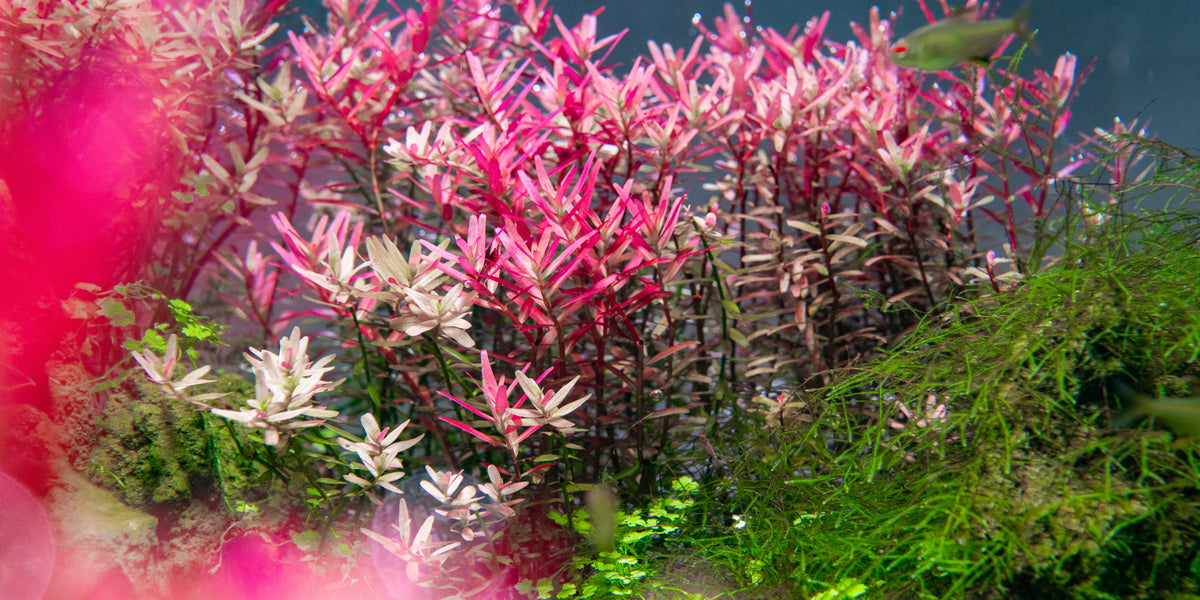 Top 10 Fast-Growing Plants to Combat Algae  Buce Plant