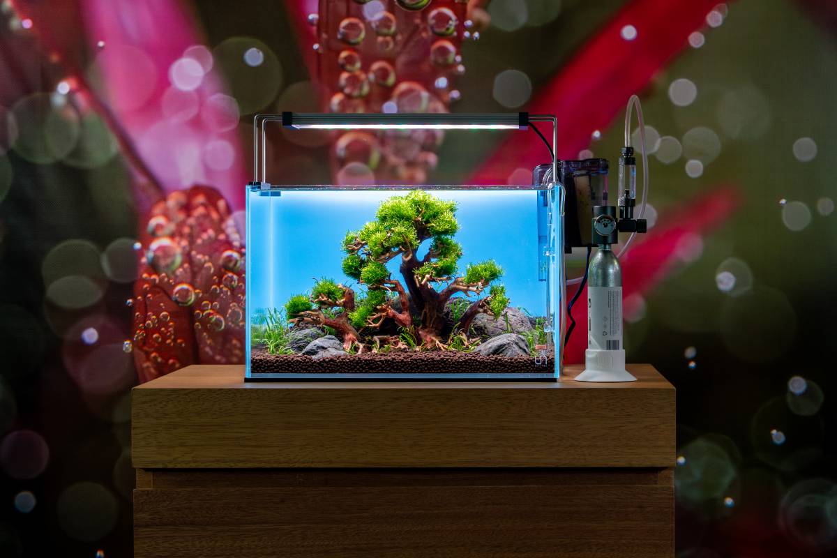 Aquatic Bonsai Tree Ideas for Nature-Style Layouts