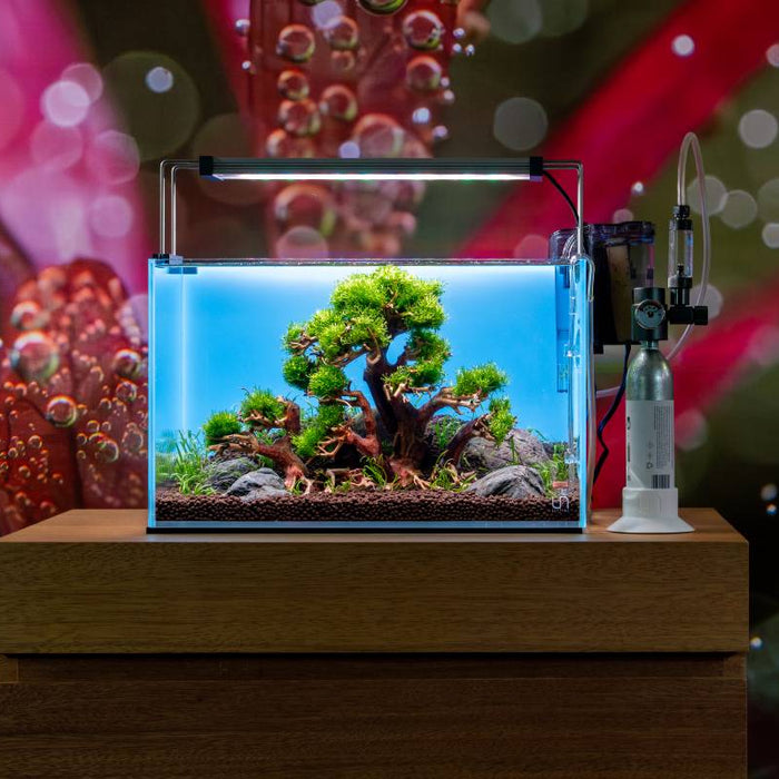 Aquatic Bonsai Tree Ideas for Nature-Style Layouts