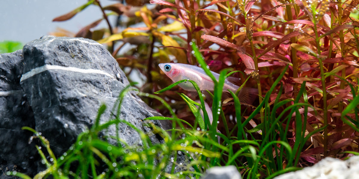 Cycling an Aquarium: Fishless vs. Fish-in Cycle — Buce Plant