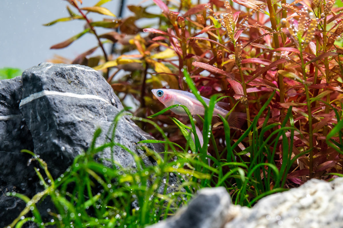 Cycling an Aquarium: Fishless vs. Fish-in Cycle — Buce Plant