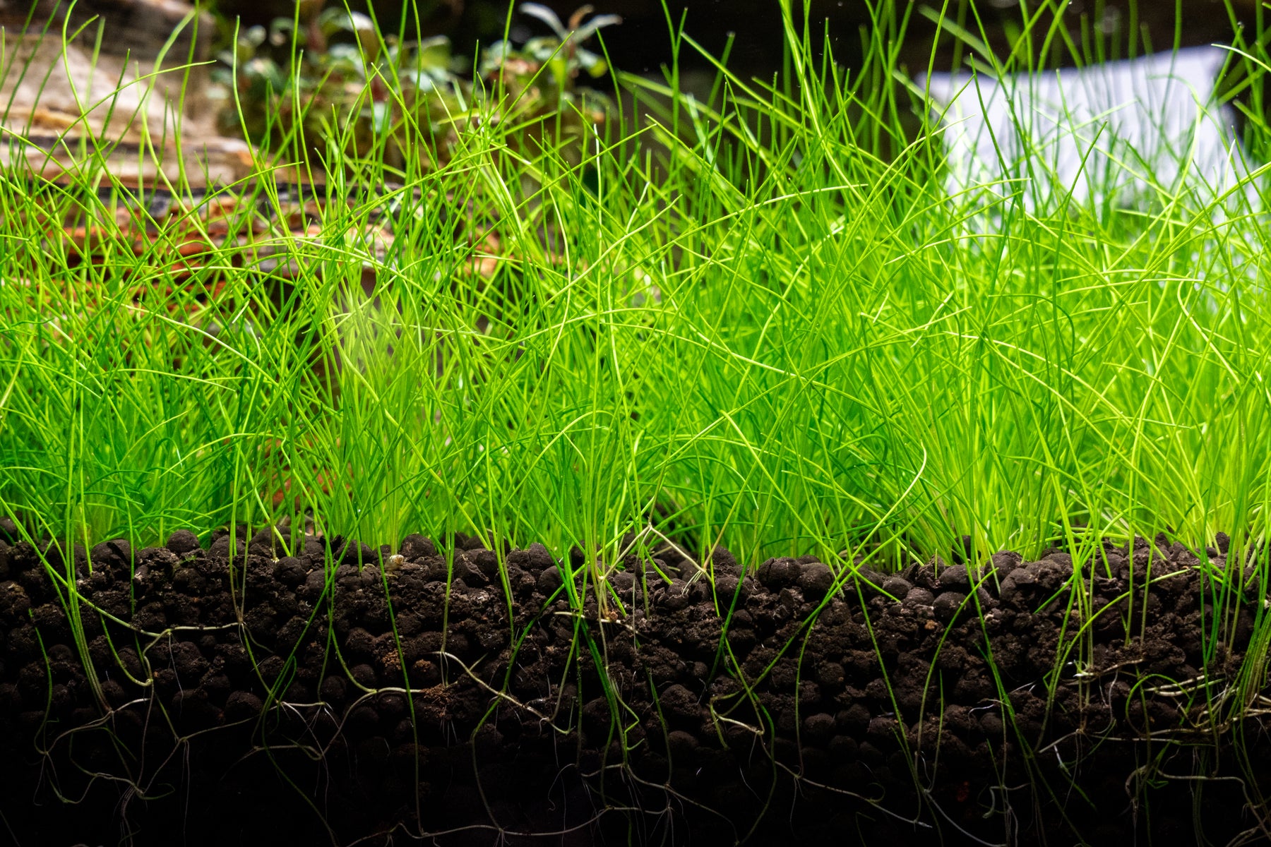 dwarf hair grass carpet plant
