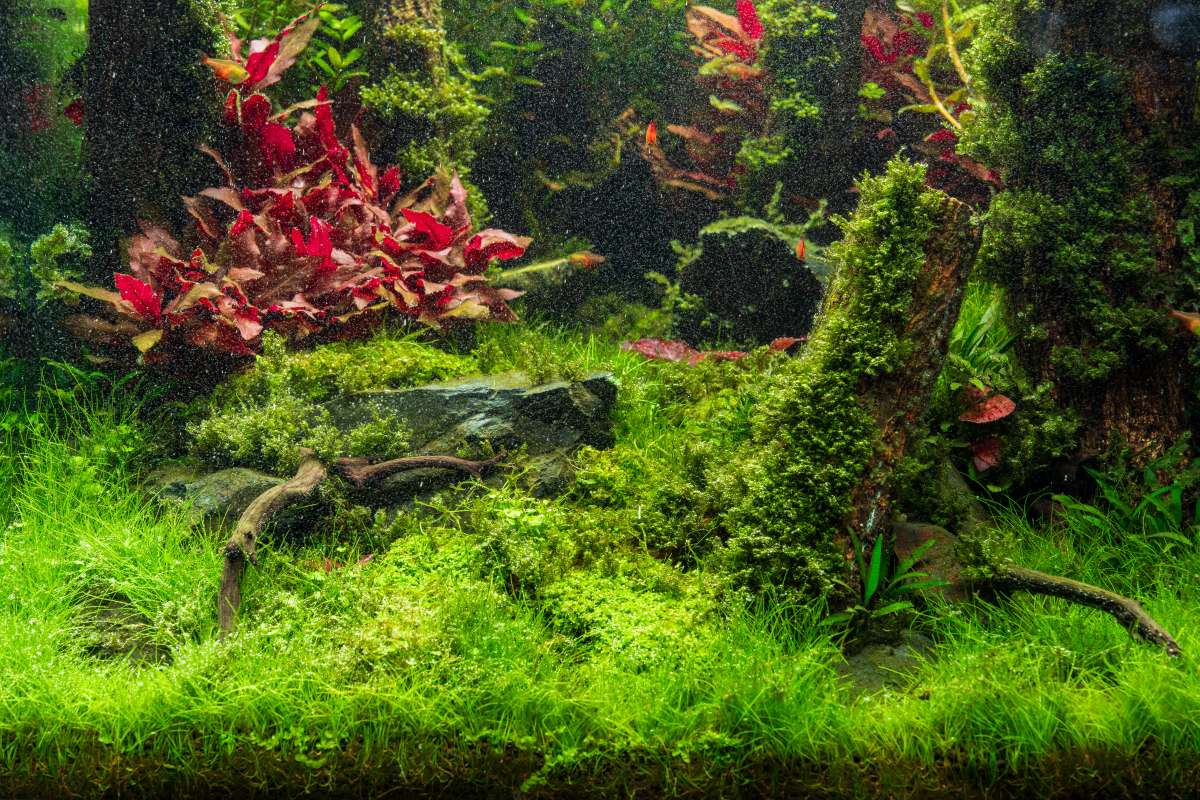 A Year of Aquascaping: Seasonal Plant Picks by Month