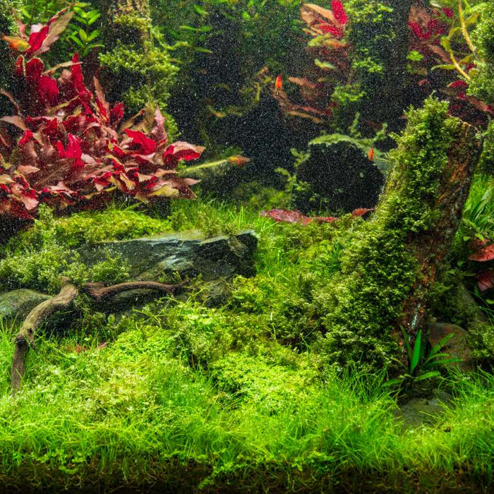 A Year of Aquascaping: Seasonal Plant Picks by Month