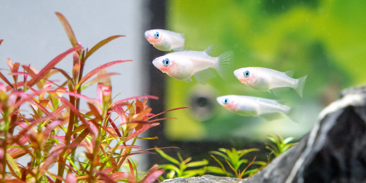 Japanese Rice Fish Care Guide — Buce Plant