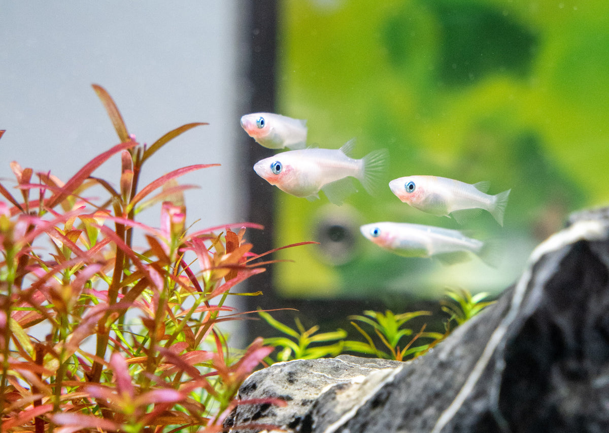 Japanese Rice Fish Care Guide — Buce Plant