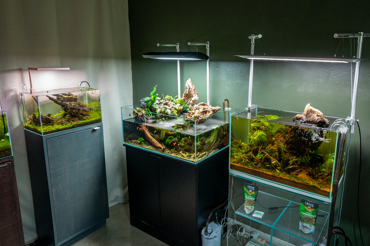 Exploring the Art of Aquascaping: Inspiration, Tips, and