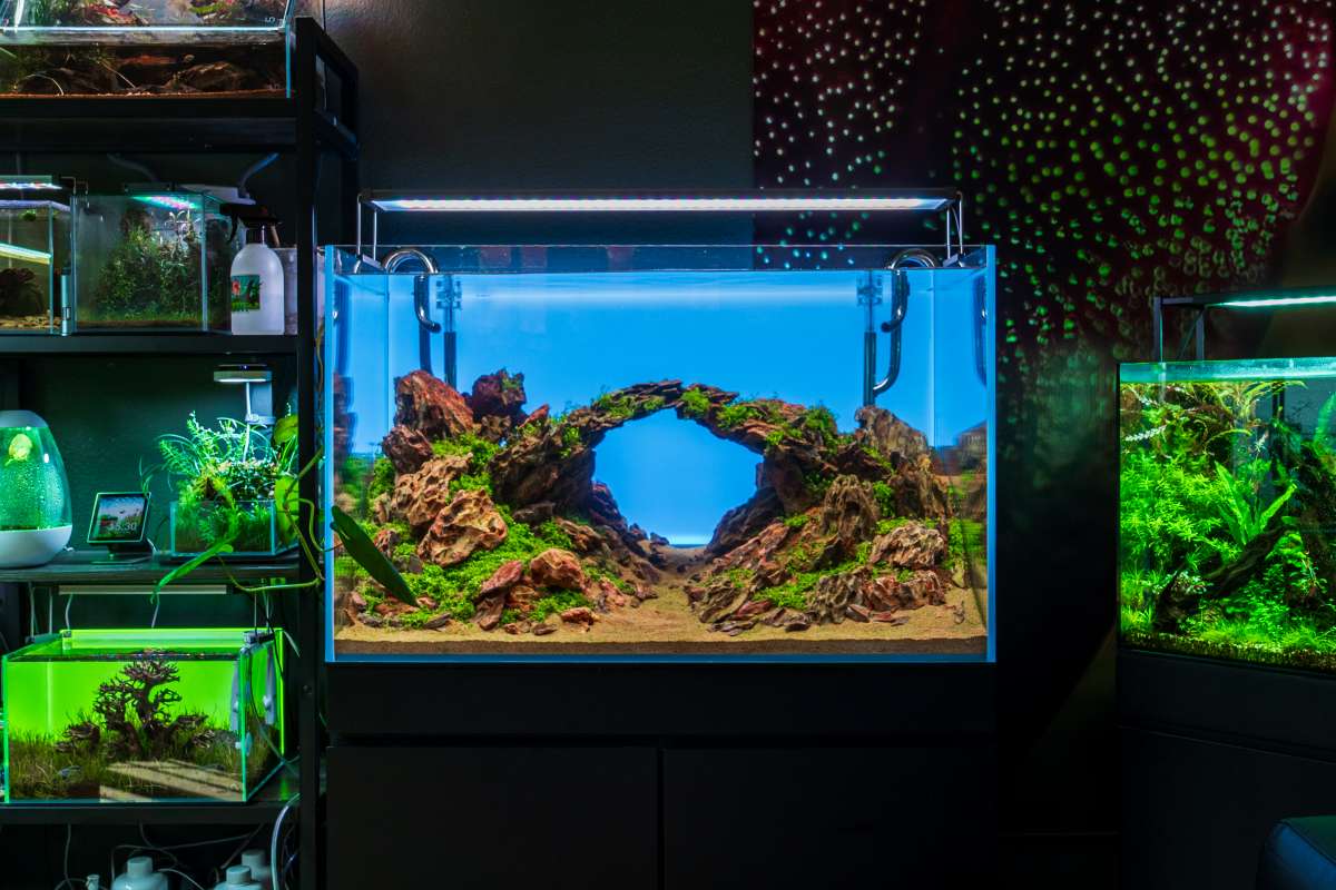 Essential Aquascaping Supplies for Stunning Layouts