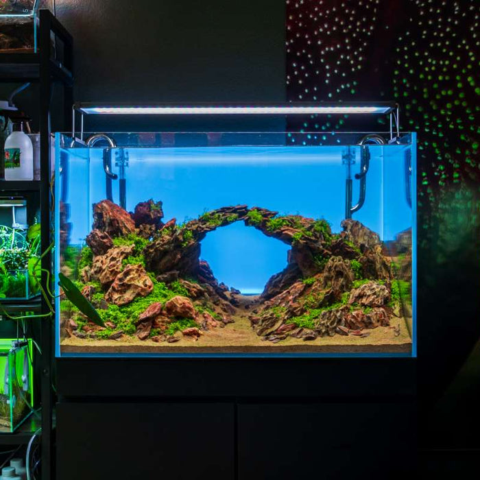 Essential Aquascaping Supplies for Stunning Layouts