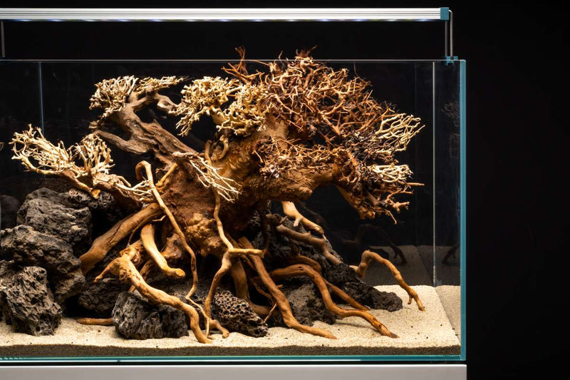 How To Use a Bonsai Tree in Your Aquascape  Buce Plant