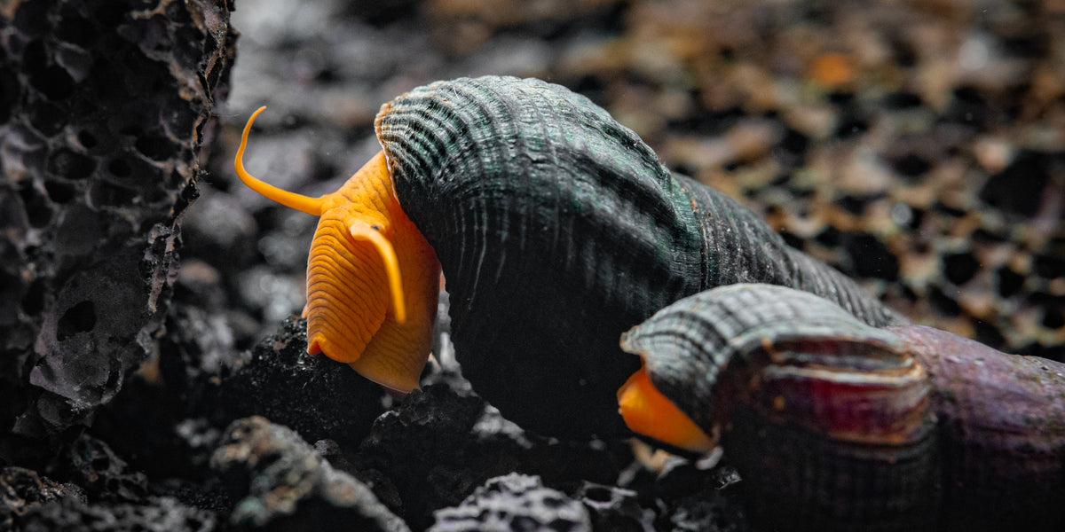 Rabbit Snail Care Guide: Tank Requirements, Feeding, Tankmates & More ...
