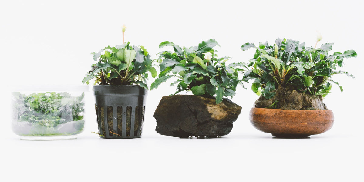 Aquatic Plant Variants! Bucephalandra Green Wavy — Buce Plant