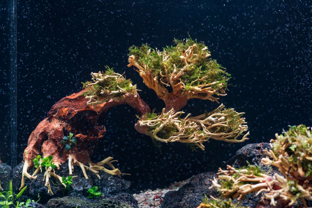 4 Creative Bonsai Plant Ideas for Fish Tanks