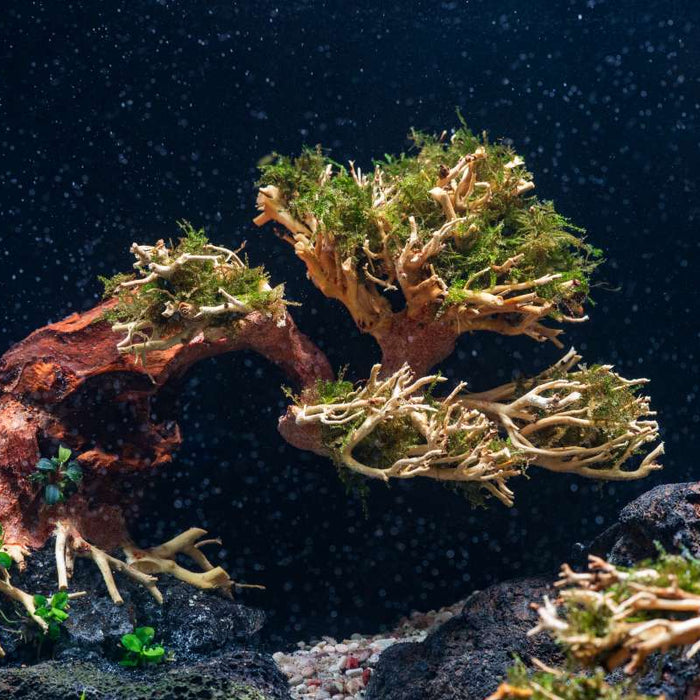 4 Creative Bonsai Plant Ideas for Fish Tanks