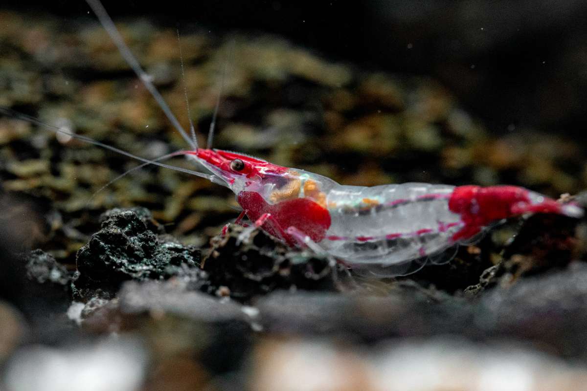 Freshwater Aquarium Shrimp Care for Beginners