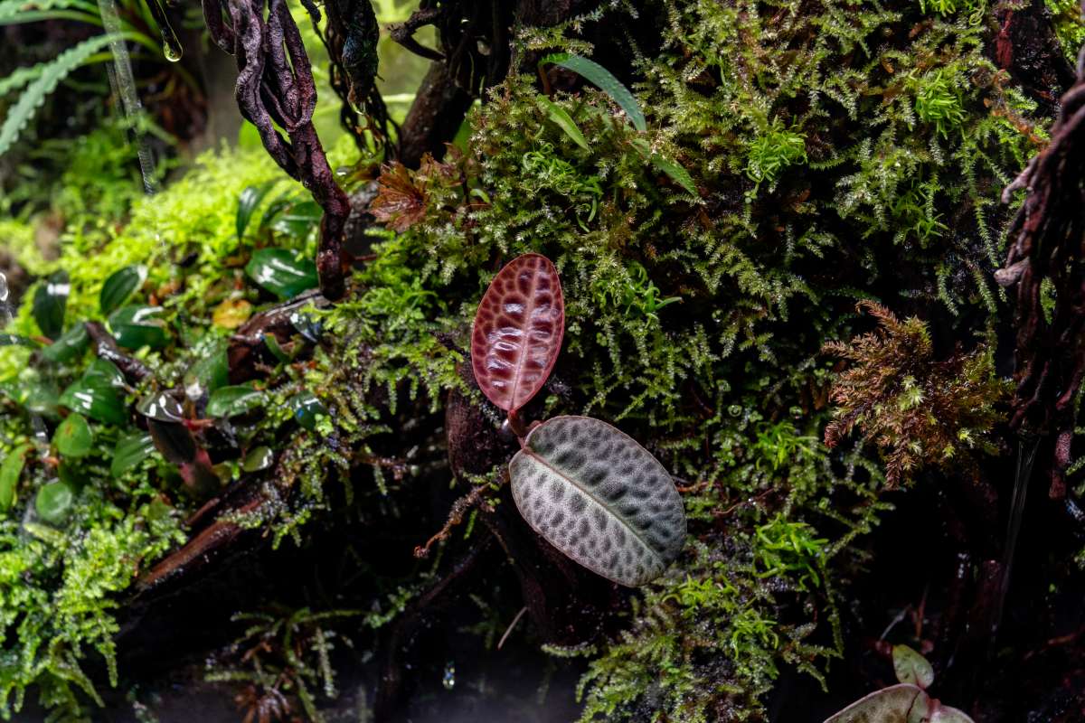 From Tank to Tabletop: Terrarium Equipment for Hobbyists