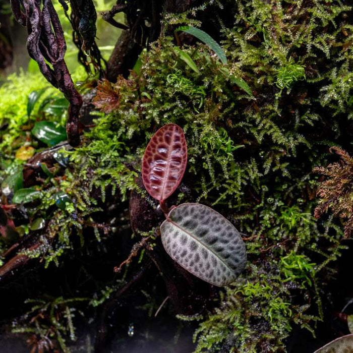 From Tank to Tabletop: Terrarium Equipment for Hobbyists